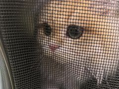 -瑞鹏宠物医院·宠保定点·心脏科·内科(御桥分院)