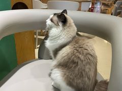 -藏猫猫咖啡主题馆(中央大道店)