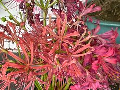 -杭州植物园