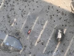 -北海金海湾红树林生态旅游区