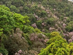 -梧桐山风景名胜区