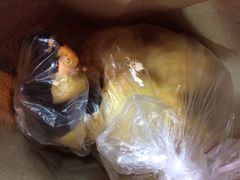 泡芙-光明牛奶棚(南泉店)