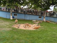 -西霞口神雕山野生动物世界