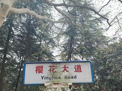 -武汉大学-樱园