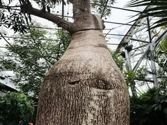 -北京植物园-展览温室