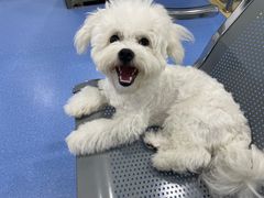 -天使宠物医院·犬猫分诊(彩虹店)