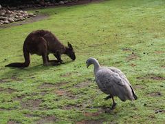 -费瑟代尔野生动物园