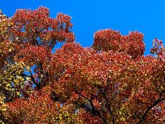-上海市嘉定区中医医院