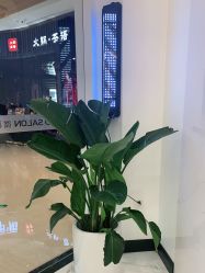 -YESIDO椰岛造型