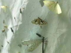 -园博园(地铁站)