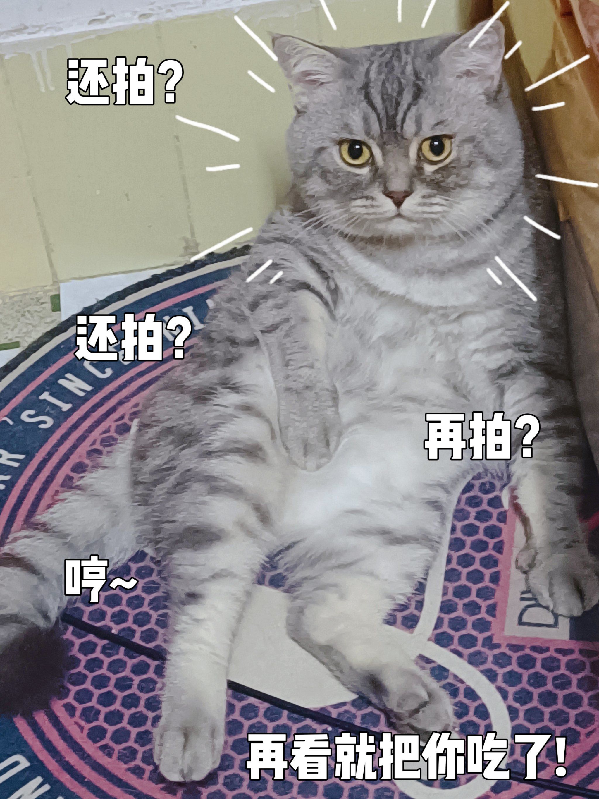猫咪表情包大放送