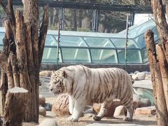 -北京野生动物园