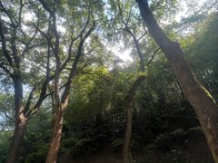 -上海佘山国家森林公园天马山园