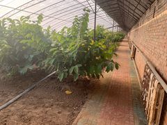 -呀路古热带植物园