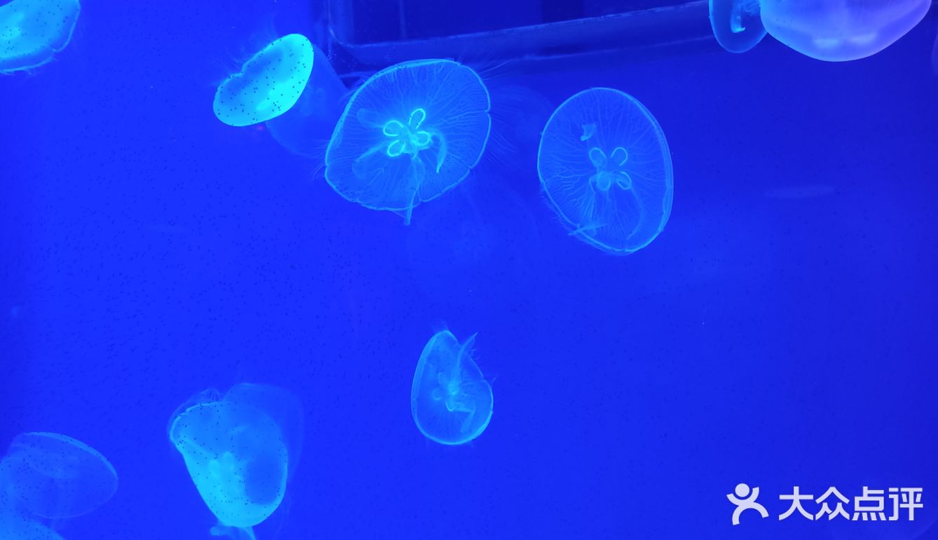 上海海昌海洋公园打卡