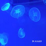 上海海昌海洋公园打卡