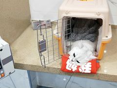 -伟伟宠物医院·CT影像中心·瑞派犬猫综合性门诊(汉口总院)