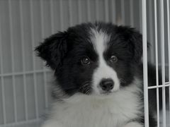 -翊宠yipet猫狗购宠庄园犬舍•猫舍