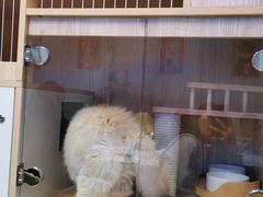 -山宅一喵德文卷毛猫舍