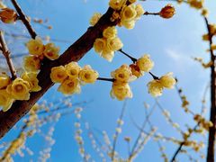 -三圣花乡旅游区