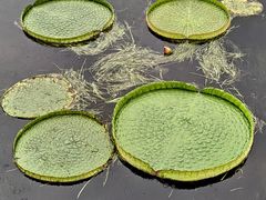 -荷塘月色湿地公园·向阳花洲