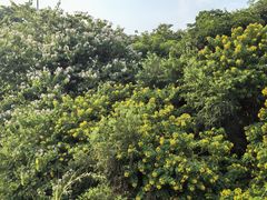 -广东花都湖国家湿地公园