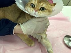 -北京观赏动物医院·24小时大型综合·猫专科·异宠专科