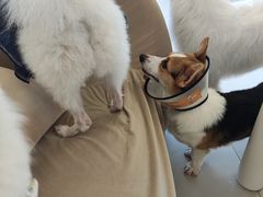 -怪兽屋·羊驼·猫咖·狗咖(俊华广场店)