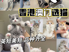 -lincat·猫舍(广州店)