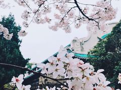 -武汉大学-樱园