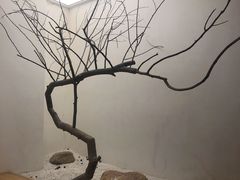 -喜茶(深圳海岸城店)