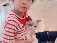 -momokira米努特·德文卷毛猫·棉花面纱犬