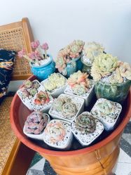 -Fancy梵汐·轻奢量肤定制