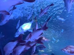 -太平洋海底世界