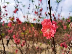 -南国桃园旅游度假区