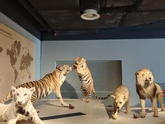 -上海自然博物馆