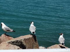 -青海湖国家重点风景名胜区