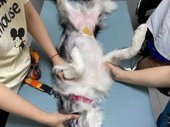 -谐和益家动物医院·免疫绝育·血液透析·宠保定点医院(高新伊藤分院)