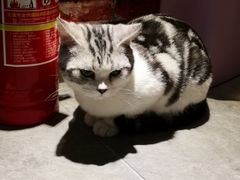 猫-AOE 火焰 剧本密室狼人杀