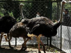 -长白岛森林公园