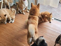 -柴犬高等学院·狗咖·柴犬售卖·宠物训练