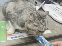 -四月宠物医院·猫专科·心脏专科·内科(转塘店)