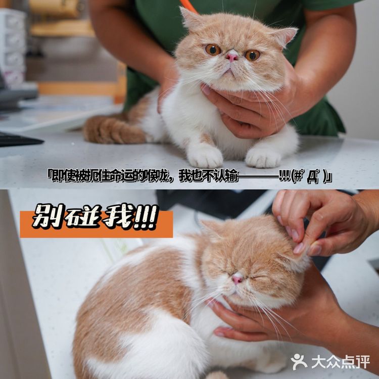 宇宙萌宠“甜茶🐱”日记|办个VIP做宠物届顶流🚀