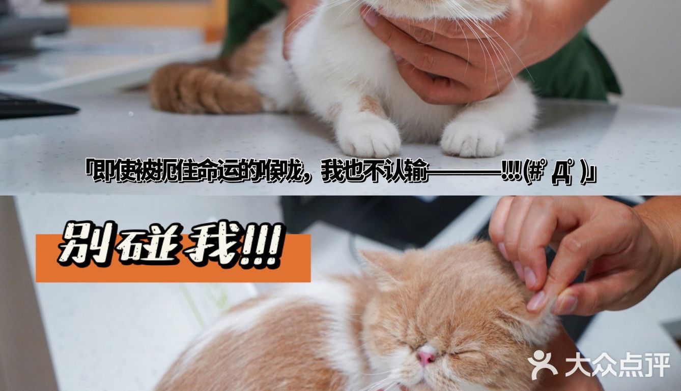 宇宙萌宠“甜茶🐱”日记｜办个VIP做宠物届顶流🚀