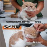 宇宙萌宠“甜茶🐱”日记｜办个VIP做宠物届顶流🚀