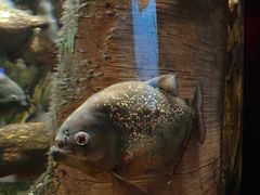 -瑞普利水族馆