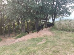 -黄埔油麻山森林公园