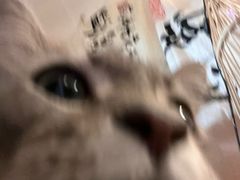 -楼上猫咖(罗湖店)