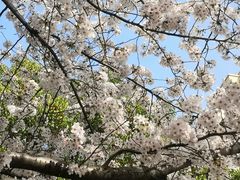 -高东镇樱花园