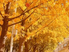 -三里屯东五街银杏大道